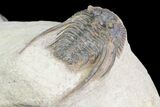 Two Nice Leonaspis Trilobites - Foum Zguid, Morocco #80338-5